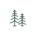 pine tree 2
